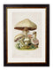 Framed Edible Mushroom Prints - Referenced From 1913 IllustrationsVintage Frog T/APictures & Prints
