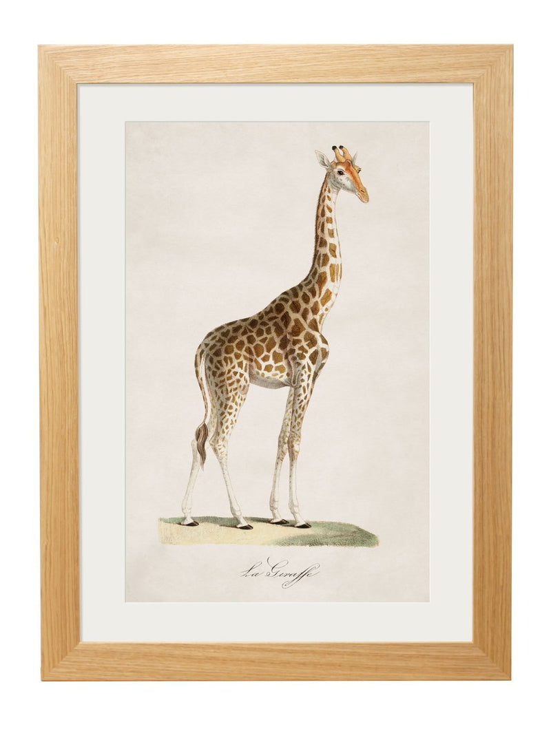 Framed Giraffe Print - Referenced from an 1800s French IllustrationVintage FrogPictures & Prints
