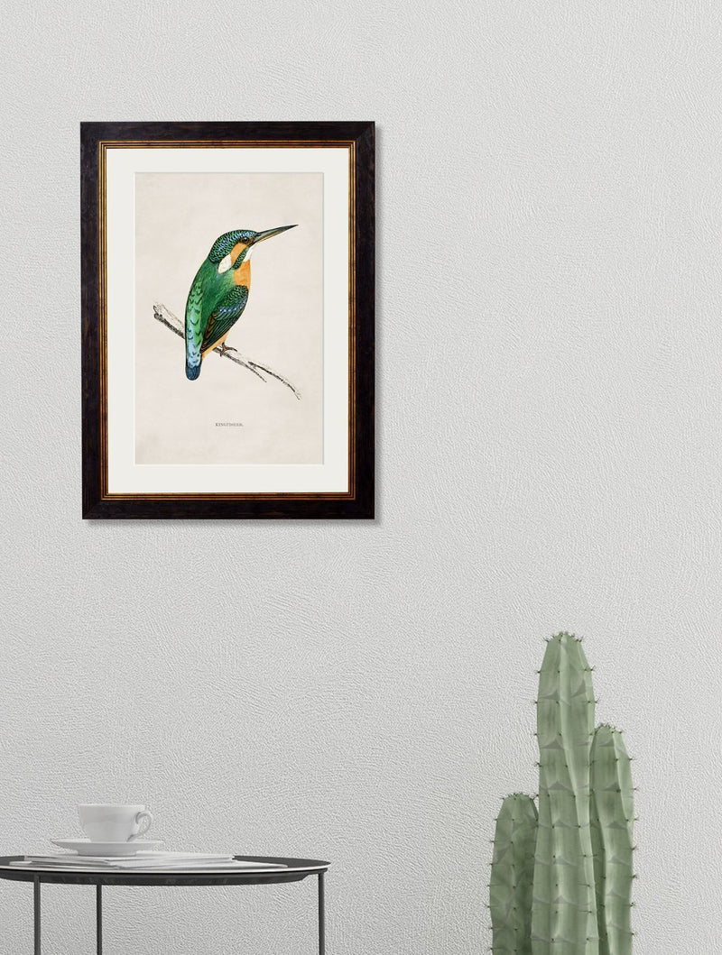 Framed Kingfisher Print - Referenced From An 1800s British Natural History IllustrationVintage FrogPictures & Prints