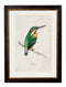 Framed Kingfisher Print - Referenced From An 1800s British Natural History IllustrationVintage FrogPictures & Prints