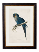 Framed Macaw Prints - Referenced From Illustrations of WT Greene From The Early 1800sVintage FrogPictures & Prints