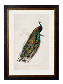 Framed Peacock Print - British Natural History IllustrationVintage FrogPictures & Prints
