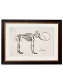 Framed Studies of Anatomical Skeletons - Referenced From Collections of Skeleton Engravings From the 1800sVintage FrogPictures & Prints