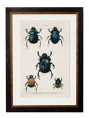 Framed Studies of Beetles - Referenced From The Work of an 1800s NaturalistVintage FrogPictures & Prints