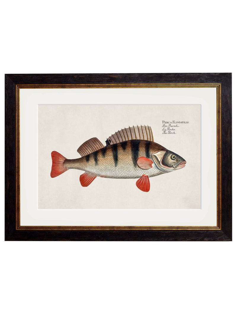 Framed Studies of Fresh Water Fish - Referenced From Beautiful French 1700s PrintsVintage FrogPictures & Prints