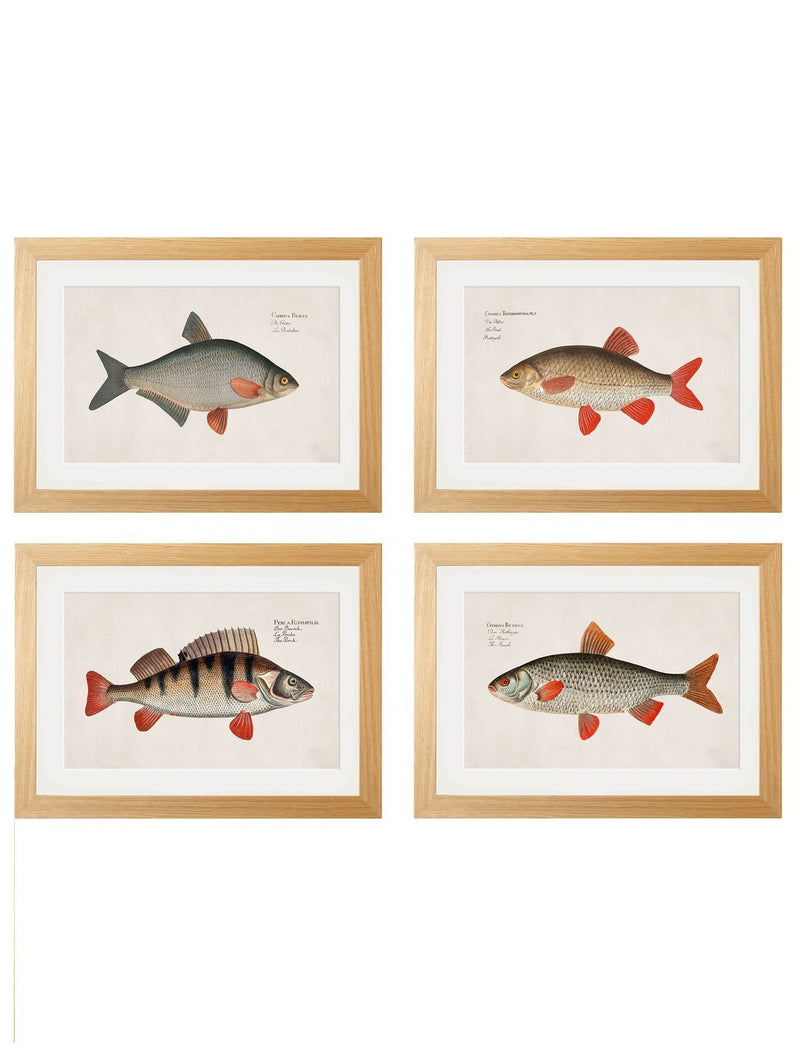 Framed Studies of Fresh Water Fish - Referenced From Beautiful French 1700s PrintsVintage FrogPictures & Prints