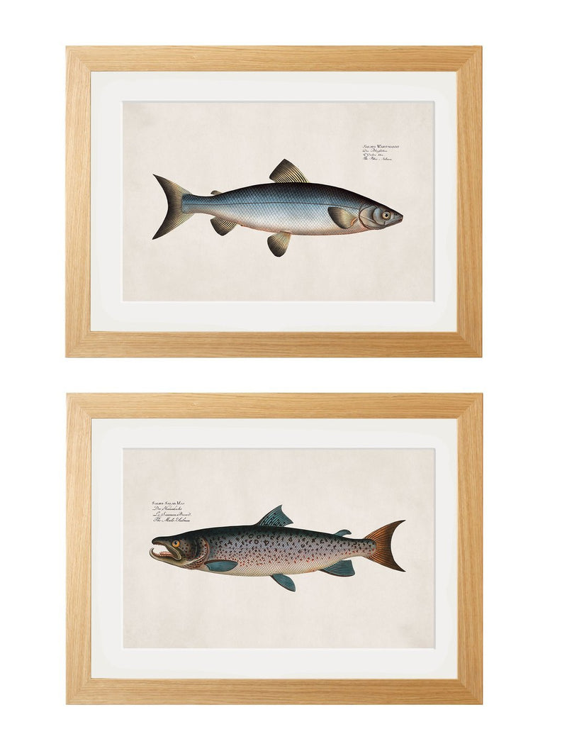 Framed Studies of Salmon Prints - Referenced From Beautiful French 1700s PrintsVintage FrogPictures & Prints