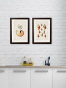 Framed Studies of Shells Prints - Referenced From Beautifully Illustrated Nautilus Sea ShellsVintage FrogPictures & Prints