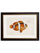 Framed Studies of Tropical Fish - Referenced From Beautiful French 1800s PrintsVintage FrogPictures & Prints