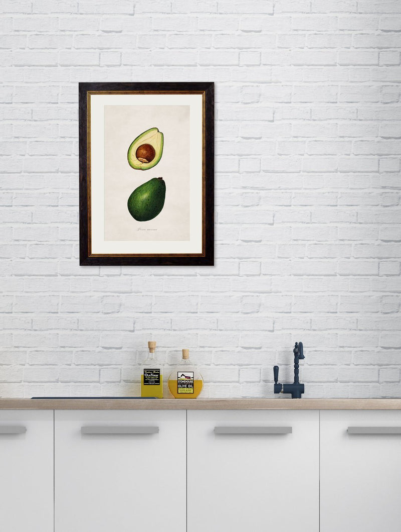 Framed Study Of Avocados Print - Referenced From Watercolour Paintings of American Pomological StudiesVintage FrogPictures & Prints
