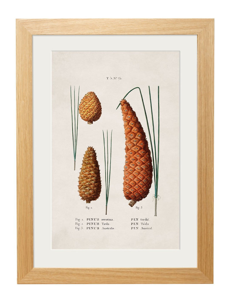Framed Study of British Leaves and Pinecone Prints - Referenced From an 1800s Hand Coloured French PrintVintage FrogPictures & Prints