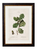 Framed Study of British Leaves and Pinecone Prints - Referenced From an 1800s Hand Coloured French PrintVintage FrogPictures & Prints