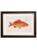 Framed Study of Goldfish Prints - Referenced From a 1700s Hand Coloured French PrintVintage FrogPictures & Prints