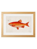 Framed Study of Goldfish Prints - Referenced From a 1700s Hand Coloured French PrintVintage FrogPictures & Prints