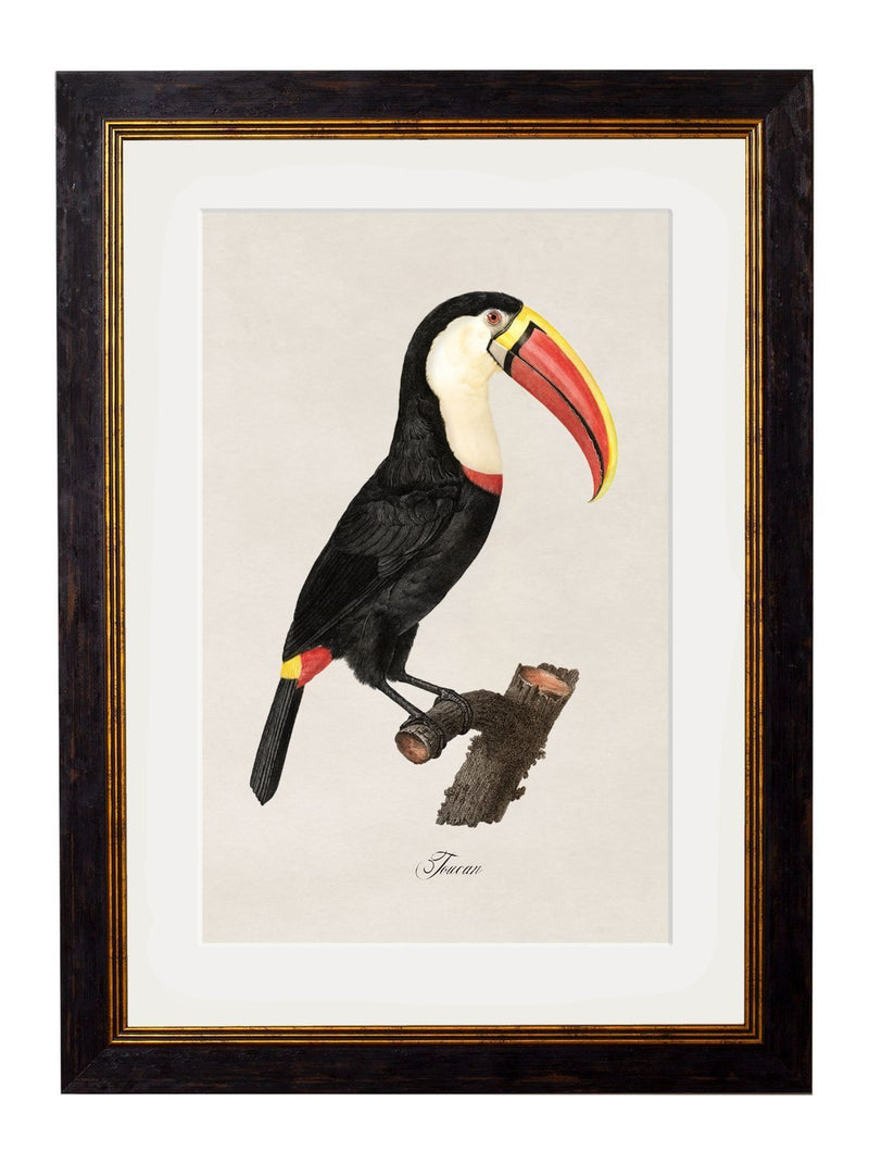 Framed Toucan Prints - Referenced From Hand Coloured 1800s French PrintsVintage FrogPictures & Prints