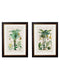 Framed Tropical Plants Used As Food And Clothing Prints - Referenced From Hand Coloured 1800s PrintsVintage FrogPictures & Prints