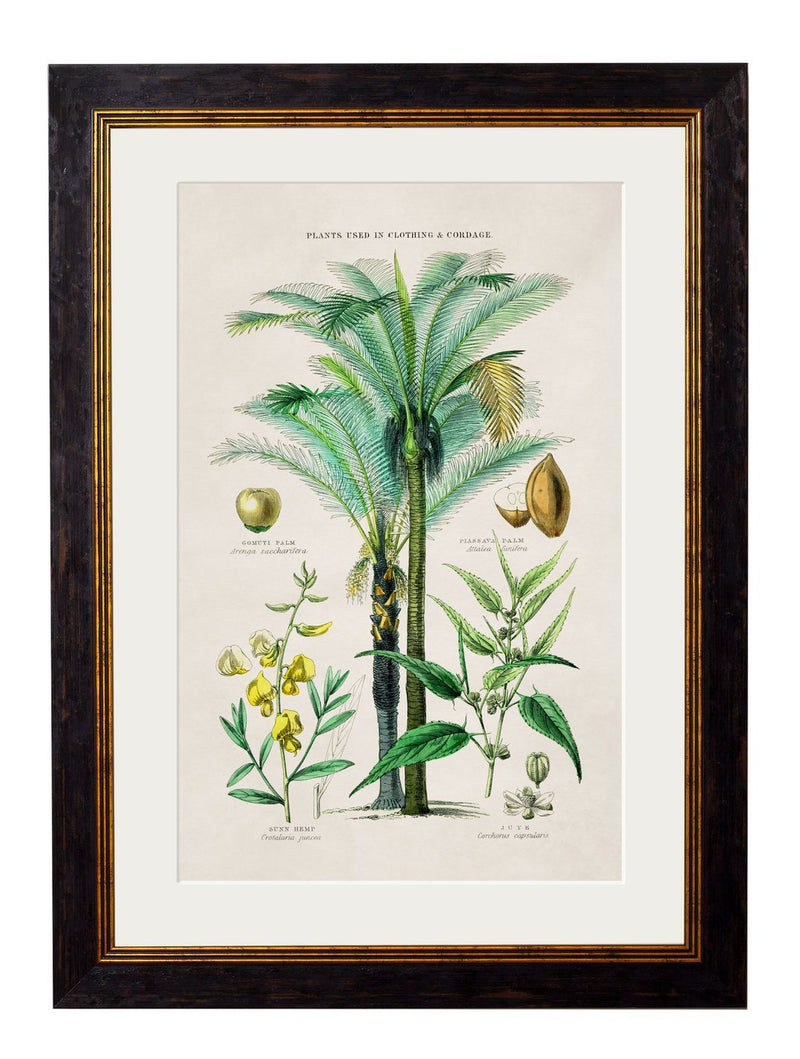 Framed Tropical Plants Used As Food And Clothing Prints - Referenced From Hand Coloured 1800s PrintsVintage FrogPictures & Prints