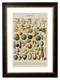 Fruits, Classic Vintage Fruit Illustrated Chart by Adolphe Millot - 1900s Artwork Print. Framed Wall Art PictureVintage Frog T/APictures & Prints