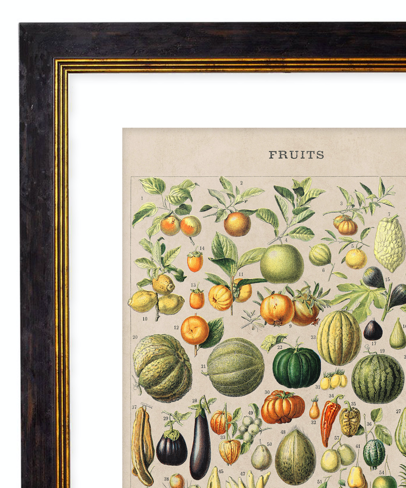 Fruits, Classic Vintage Fruit Illustrated Chart by Adolphe Millot - 1900s Artwork Print. Framed Wall Art PictureVintage Frog T/APictures & Prints