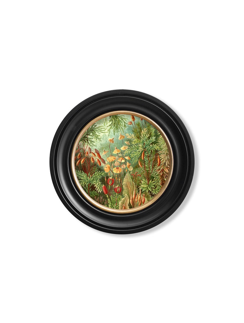 Haeckel Flora and Fauna - Round Frames - Referenced From 1904 IllustrationsVintage Frog T/APictures & Prints