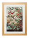 Haeckel Hummingbirds Print - Referenced From Ernst Haeckels Kunstformen der Natur (1904)Vintage Frog T/APictures & Prints