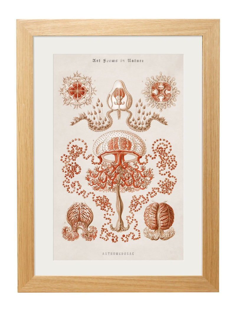 Haeckel Marine Prints - Referenced From Starfish and Jellyfish by Ernst HaeckelVintage Frog T/APictures & Prints