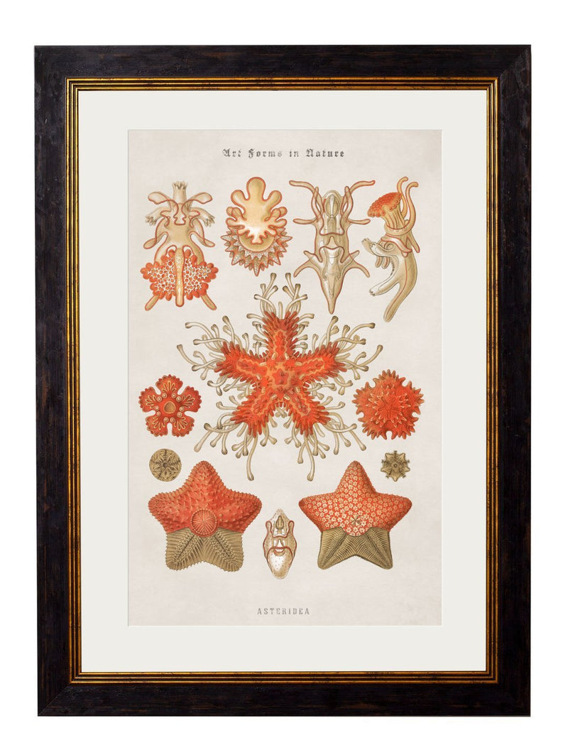 Haeckel Marine Prints - Referenced From Starfish and Jellyfish by Ernst HaeckelVintage Frog T/APictures & Prints
