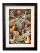 Haeckel Sea Anemone Print - Referenced From Ernst Haeckels Kunstformen der Natur (1904)Vintage Frog T/APictures & Prints