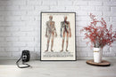 Human Body Blood Vessels Anatomy Poster Illustration Print On Canvas, Wall Hanging Decor PictureVintage FrogPictures & Prints
