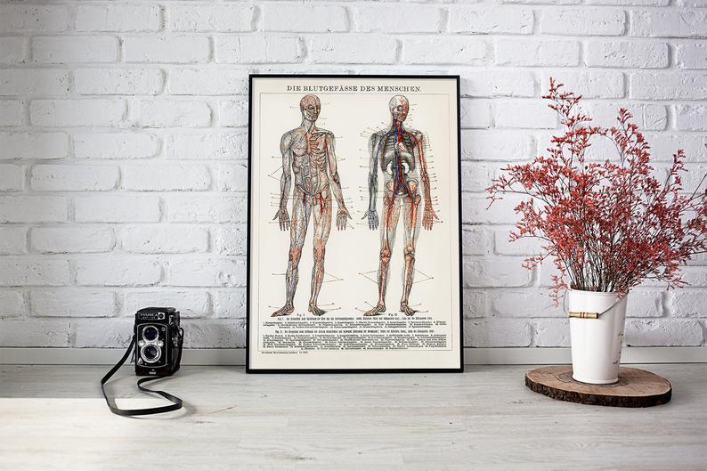 Human Body Blood Vessels Anatomy Poster Illustration Print On Canvas, Wall Hanging Decor PictureVintage FrogPictures & Prints