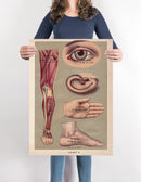 Human Body Parts Anatomy Poster Illustration Print On Canvas, Wall Hanging Decor PictureVintage FrogPictures & Prints
