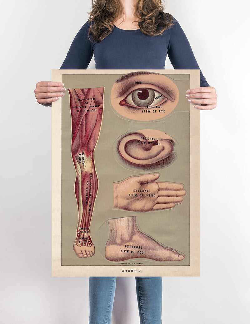 Human Body Parts Anatomy Poster Illustration Print On Canvas, Wall Hanging Decor PictureVintage FrogPictures & Prints