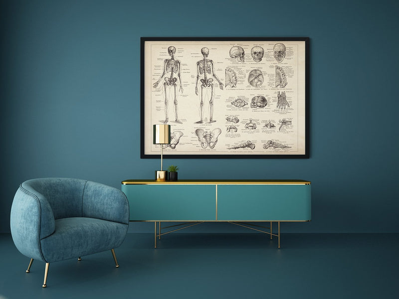 Human Skeleton Science Anatomy Illustration Print On Canvas, Wall Hanging Decor Picture.Vintage FrogPictures & Prints