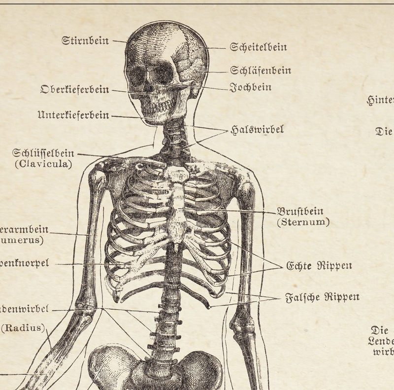 Human Skeleton Science Anatomy Illustration Print On Canvas, Wall Hanging Decor Picture.Vintage FrogPictures & Prints