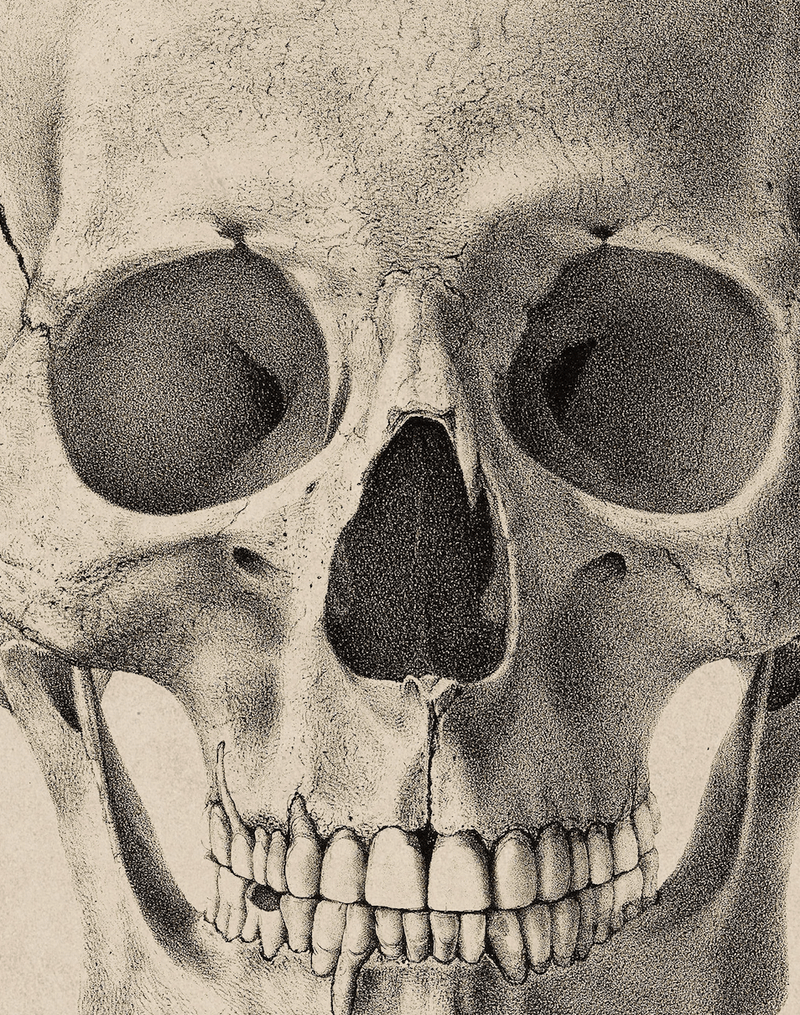 Human Skull Facing Forward Antique Drawing Artwork Print. Framed Wall Art Picture