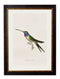 Hummingbirds Circa 1833 Prints - Referenced From The Work Of Sir William JardineVintage Frog T/APictures & Prints