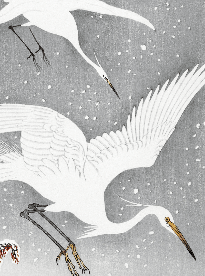 Japanese Pair of White Flying Cranes, Print of Vintage Illustrated Japanese Birds- 1900s Artwork Print. Framed Wall Art PictureVintage Frog T/APictures & Prints