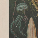 Jellyfish Chart Illustration Print On Canvas, Wall Hanging Decor PictureVintage FrogPictures & Prints