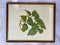 Lino Cut Artwork, Limited Signed Edition Tropical Leaf Botanical PictureVintage Frog