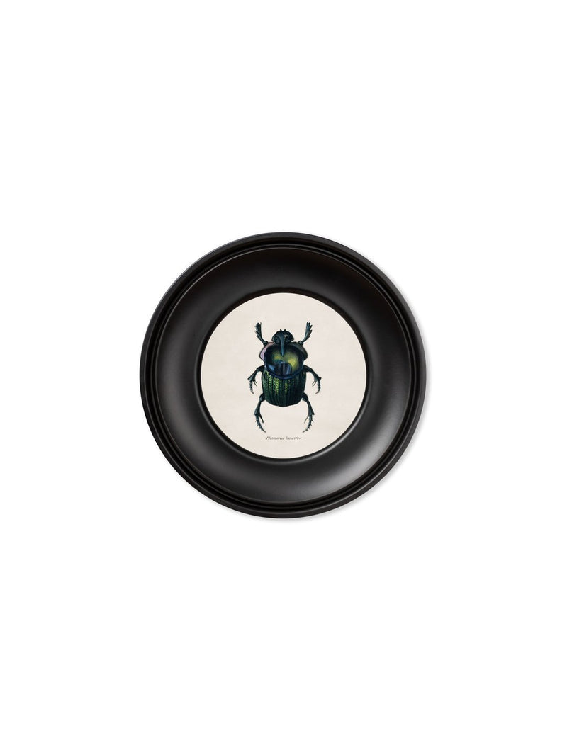 Mini Round Framed Collection of Beetle Prints - Referenced From 1835 IllustrationsVintage Frog T/APictures & Prints
