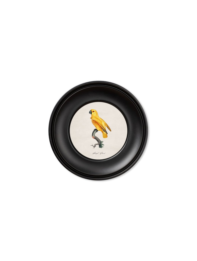Mini Round Framed Collection of Parrot Prints - Referenced From 1800s IllustrationsVintage Frog T/APictures & Prints