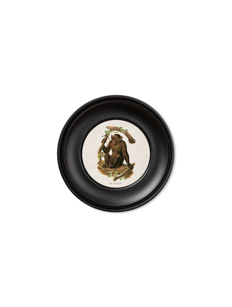 Mini Round Framed Collection of Primate Prints - Referenced From 1910 IllustrationsVintage Frog T/APictures & Prints