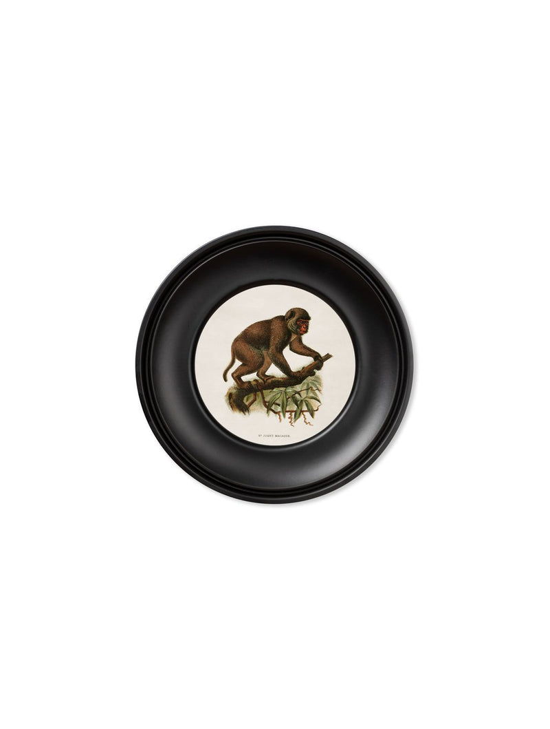 Mini Round Framed Collection of Primate Prints - Referenced From 1910 IllustrationsVintage Frog T/APictures & Prints