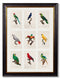 Multi Image of Parrots Circa 1833 Print - Referenced From 1800's IllustrationsVintage Frog T/APictures & Prints