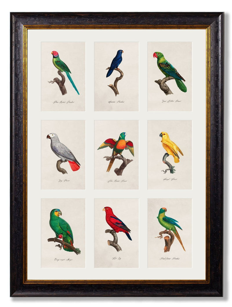 Multi Image of Parrots Circa 1833 Print - Referenced From 1800's IllustrationsVintage Frog T/APictures & Prints