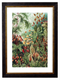 Mushroom Forest Botanical Print by Ernst Haeckel - 1900s Artwork Print. Framed Wall Art PictureVintage Frog T/APictures & Prints