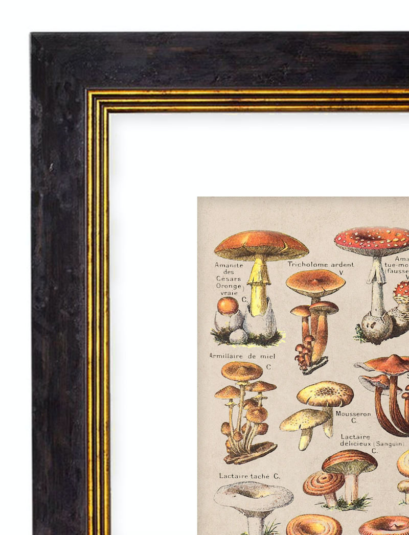 Mushrooms, Classic Vintage Mushroom Illustrated Chart by Adolphe Millot - 1900s Artwork Print. Framed Wall Art PictureVintage Frog T/APictures & Prints