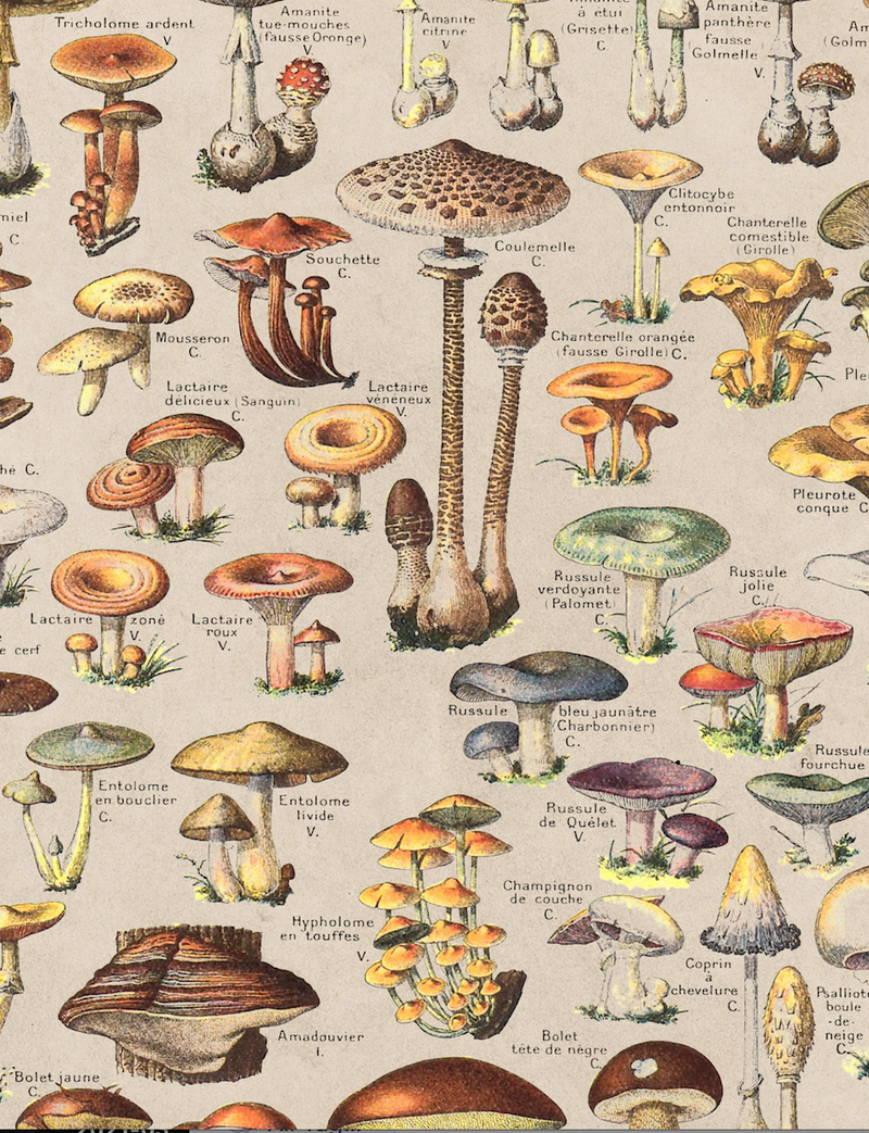 Mushrooms, Classic Vintage Mushroom Illustrated Chart by Adolphe Millot - 1900s Artwork Print. Framed Wall Art PictureVintage Frog T/APictures & Prints