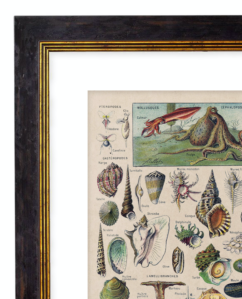 Nautical Creatures, Classic Vintage Sea Creatures Illustrated Chart by Adolphe Millot - 1900s Artwork Print. Framed Wall Art PictureVintage Frog T/APictures & Prints