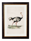 Ostrich Print - Referenced From an 1800s Natural History IllustrationVintage Frog T/APictures & Prints